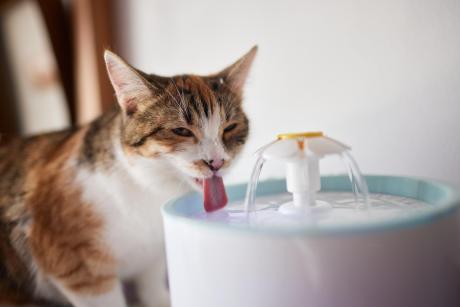 Cat drinking from a stainless steel pet water fountain that encourages hydration in 2026