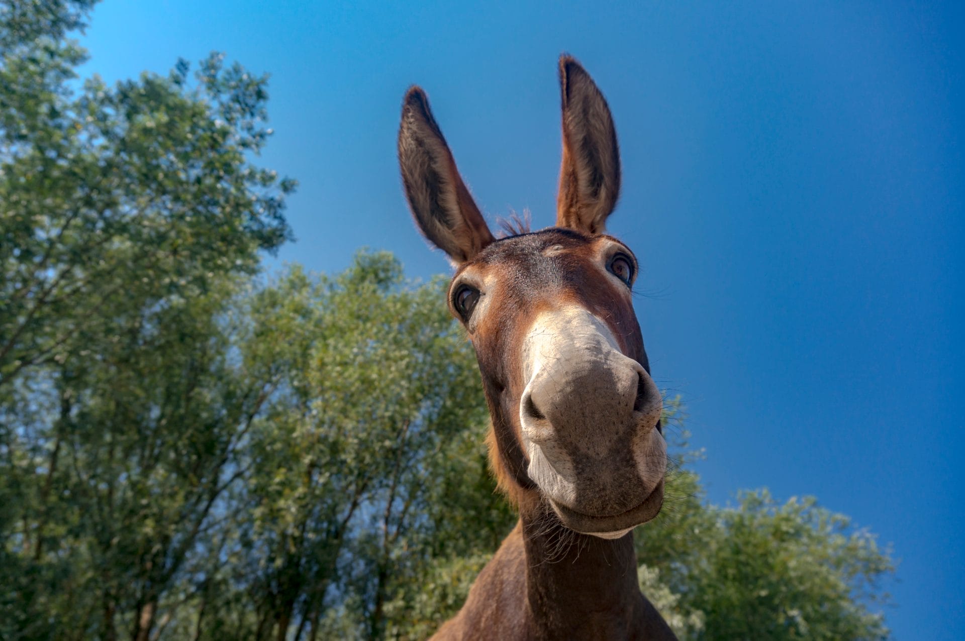 Petition: Help Protect Donkeys from Being Violently Slaughtered - Vimarsana News