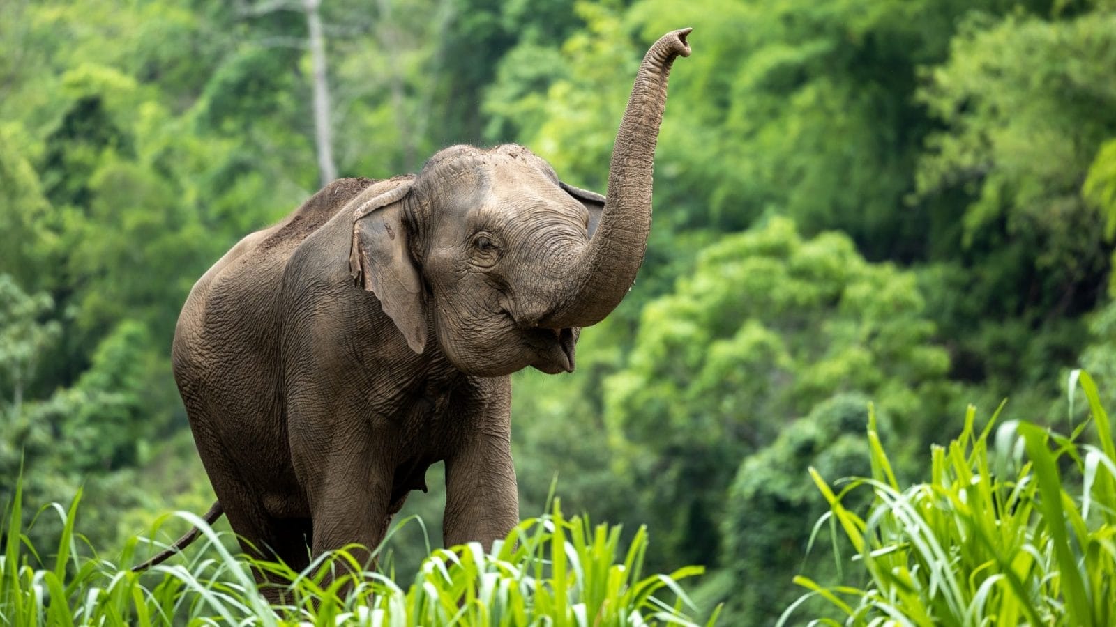 This Man Plays Piano for Rescued Elephants! - One Green Planet - Vimarsana News