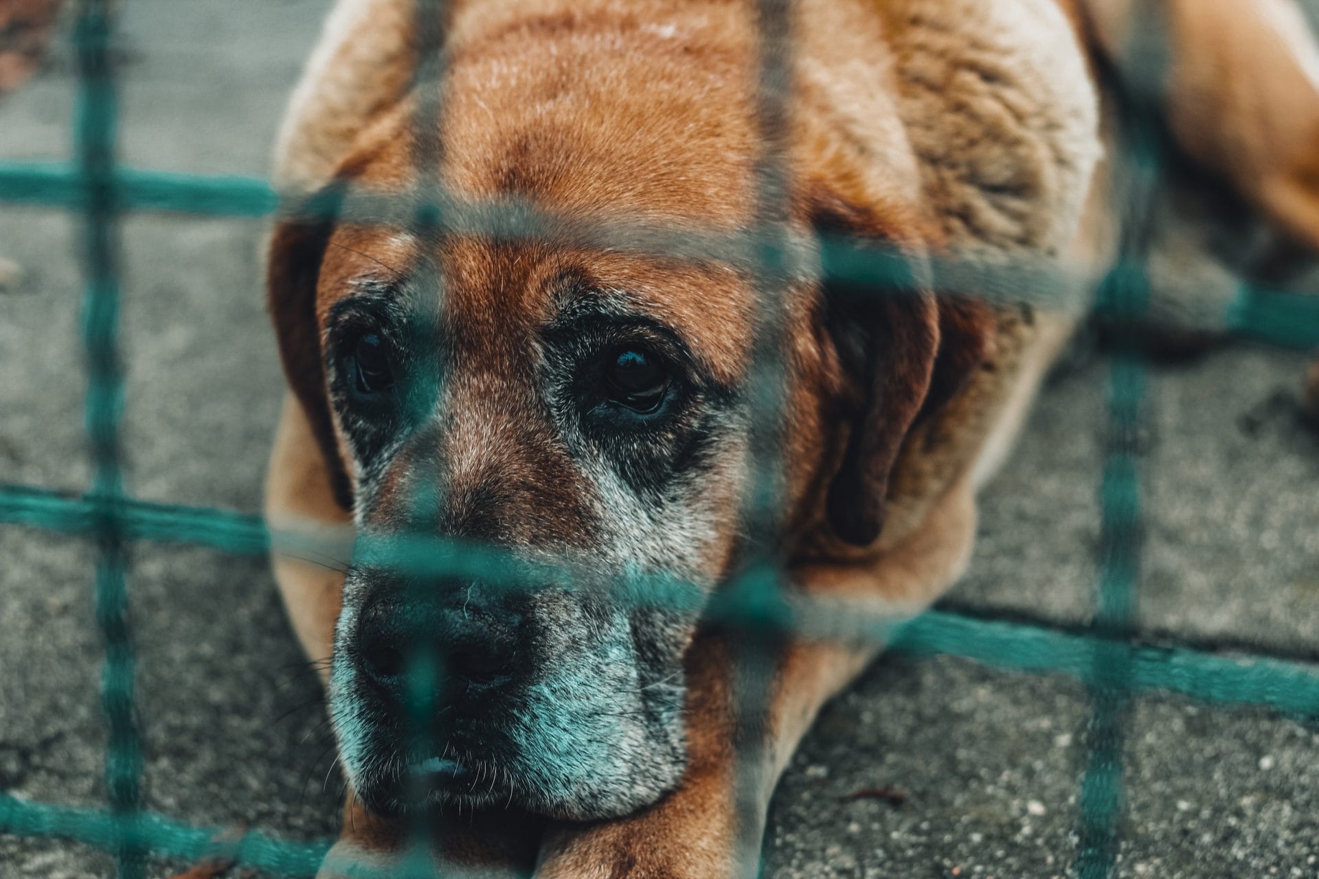 Daily Top News: Diabetic Dog Has Been at Shelter for 27 Months, Kraft Mac and Cheese Releasing Vegan Version, Sustainable Fashion Blueprint for Black Friday, and More! - Vimarsana News