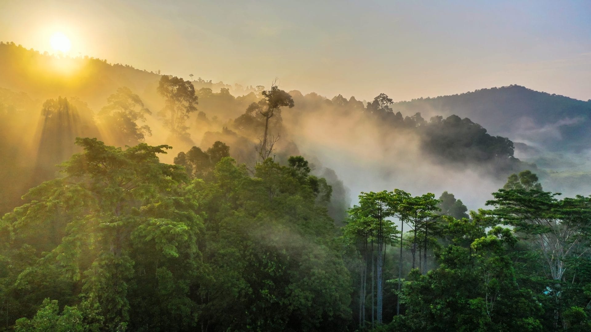 How Certified Rainforest Carbon Offsets are Mostly "Worthless" - Vimarsana News