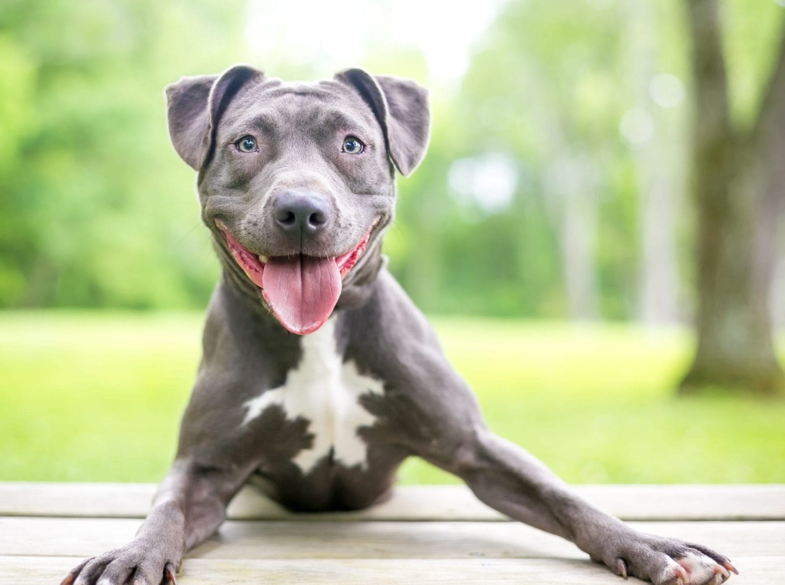 This Pit Bull Mis Has a Smile on His Face After Getting Adopted! - Vimarsana News