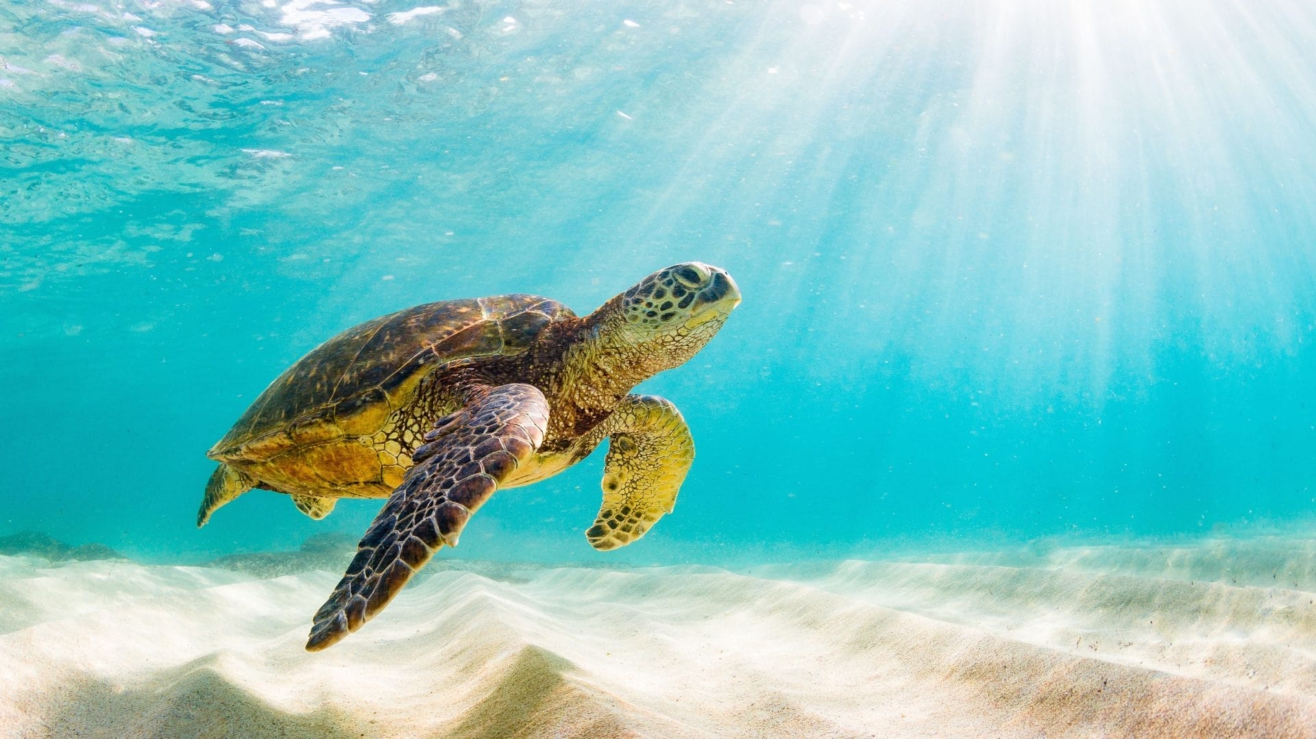 10 Detrimental Effects of Noise Pollution on Marine Mammals - Vimarsana News
