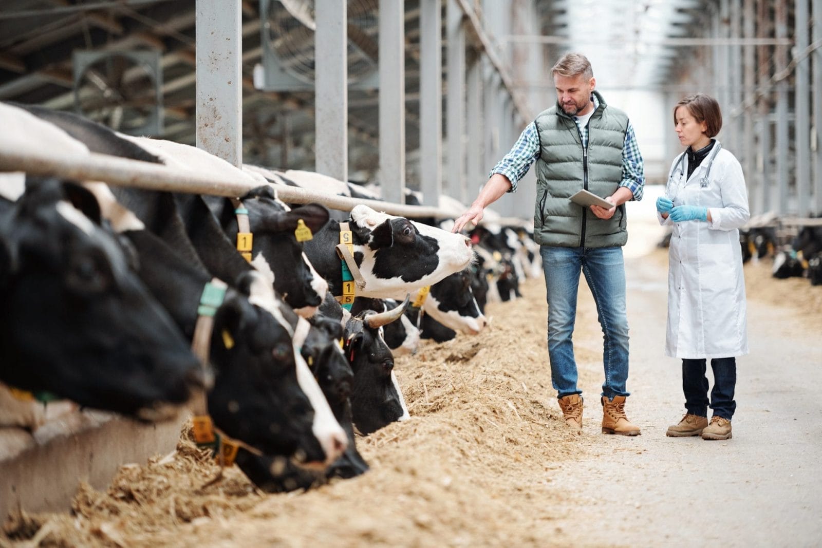 Protecting Public Health: 10 Ways Animal Agriculture Contributes to the Spread of Antibiotic-Resistant Bacteria - Vimarsana News