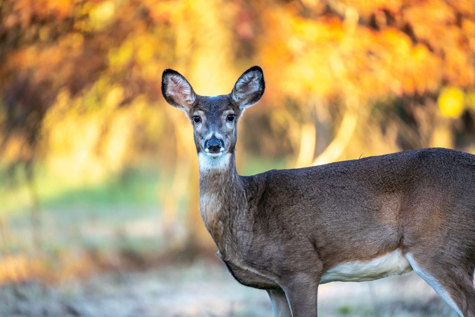 Chronic Wasting Disease in Yellowstone Inspires Fear that Disease Could Spread to Humans - Vimarsana News