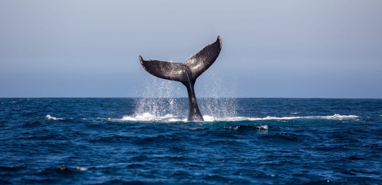 AI Technology Helps Users Identify Whales - One Green Planet - Vimarsana News