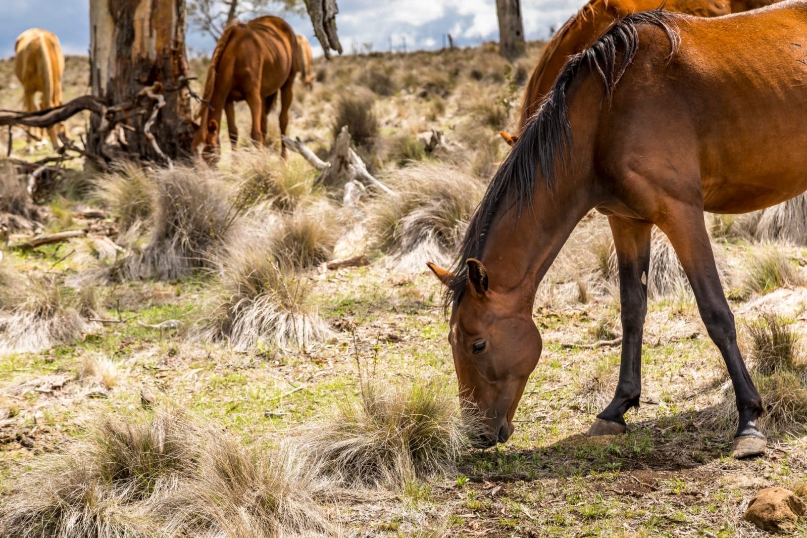 New South Wales National Parks Defending the Culling of Feral Horses - Vimarsana News