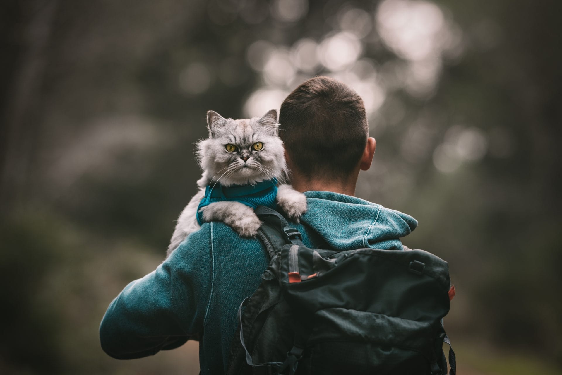 Daily Top News: Hiking Cat Loves Adventures, Linda Blair's Animal Advocacy, OPEC Blocks Important Climate Deal, and More! - Vimarsana News