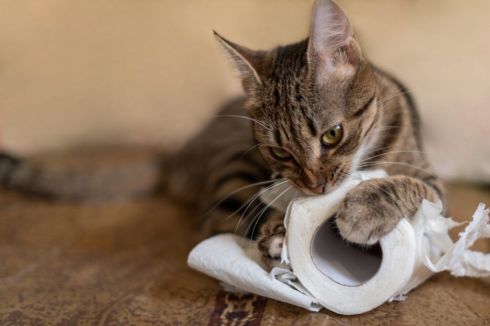 Former Animal Rescuer Sentenced to Prison for Hoarding Cats - Vimarsana News