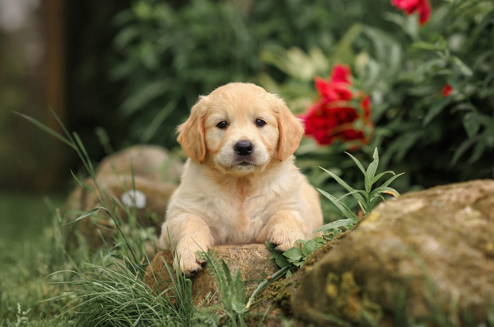 Amazing Video Shows New Puppy Laying Where Ashes of “Soul Dog