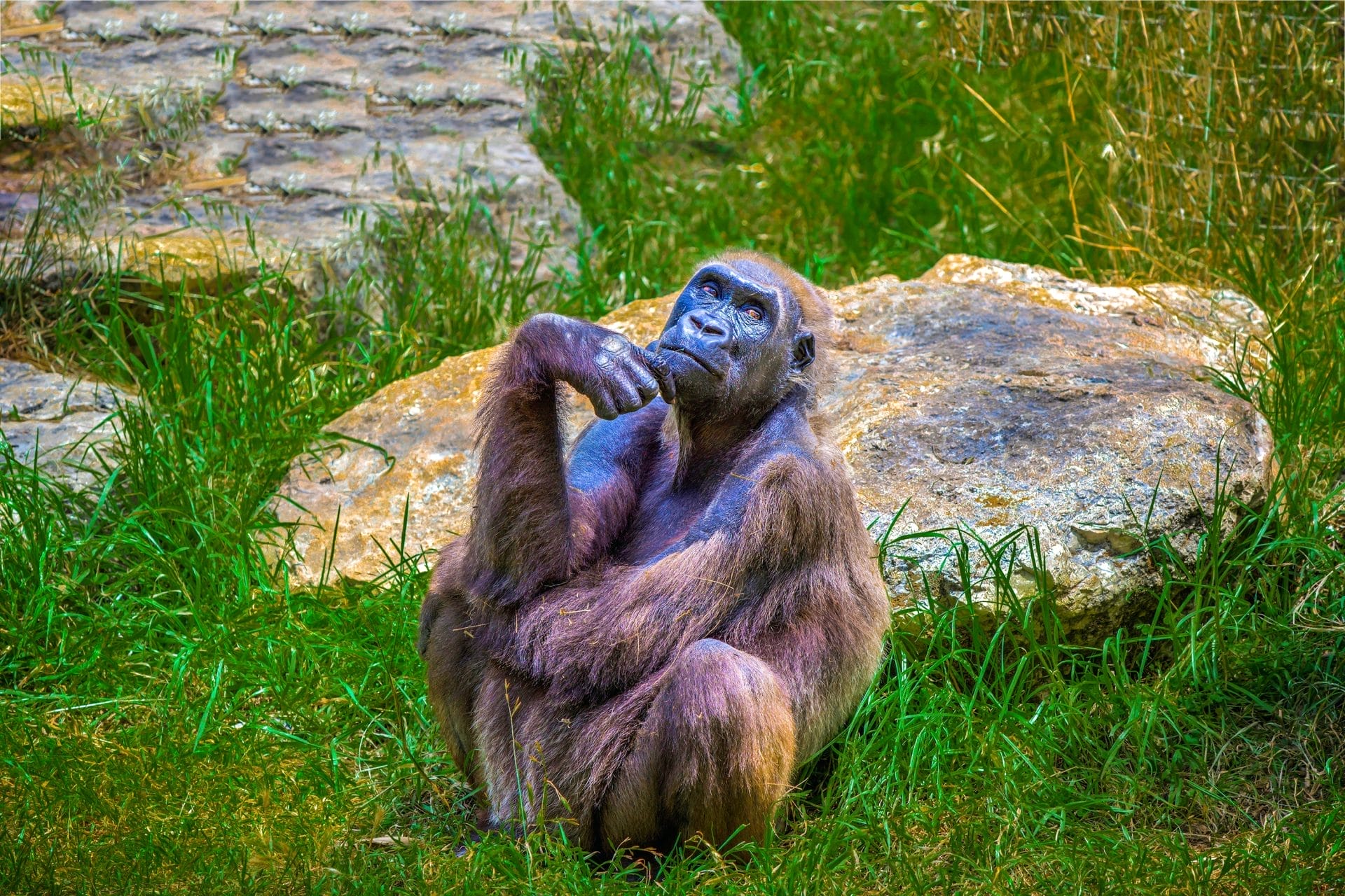 Daily Top News: Ape Memories Resemble Human Emotions, Big Cats Saved from Tiger Farm in Thailand, Financial Pledges from COP28, and More! - Vimarsana News