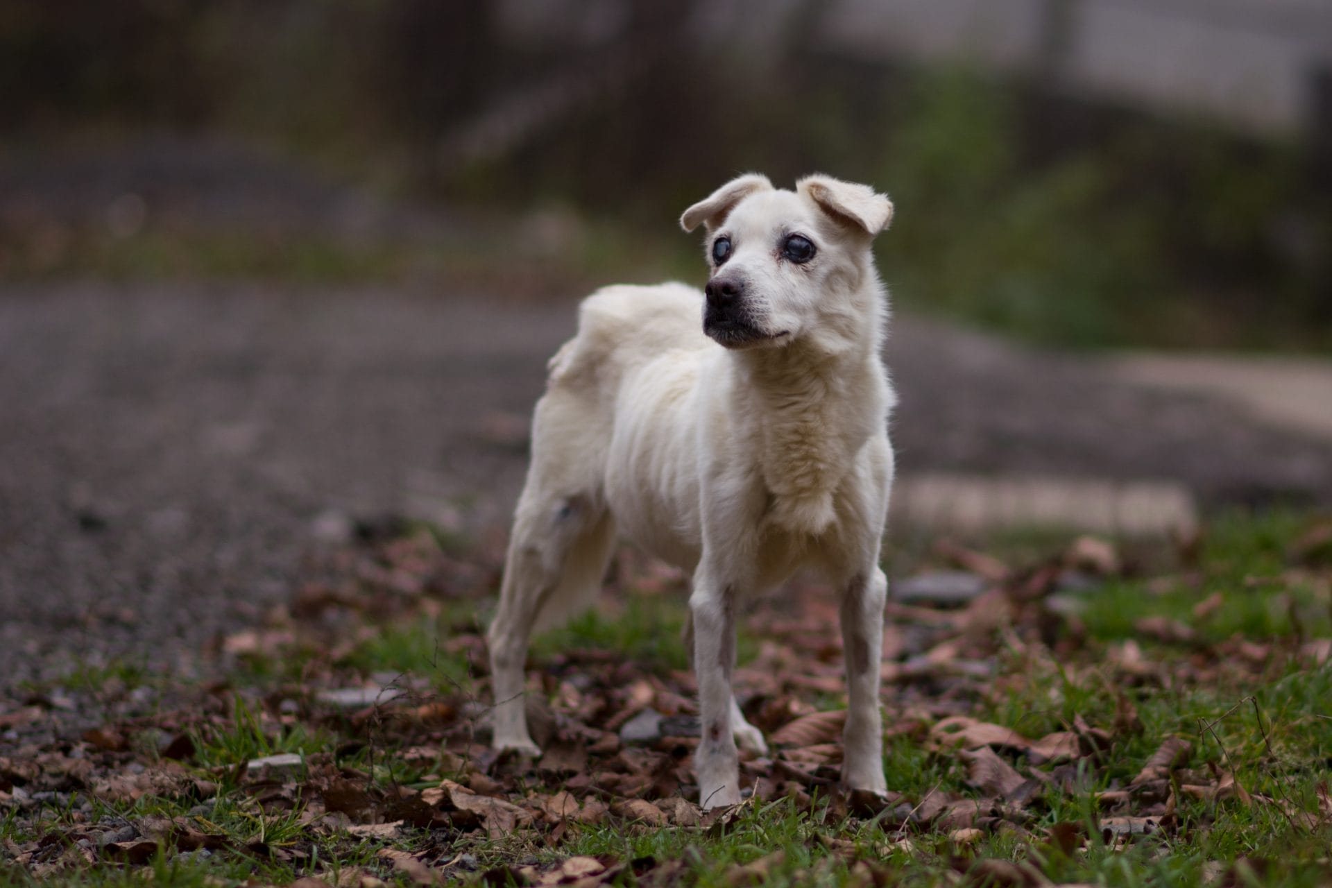 New Petitions to Sign This Week: Justice for Person Who Abandoned Senior Dog, Demand South Korea Enforce Its Dog Meat Ban, Tell Authorities to Find Person Who Abused Kittens, and More! - Vimarsana News