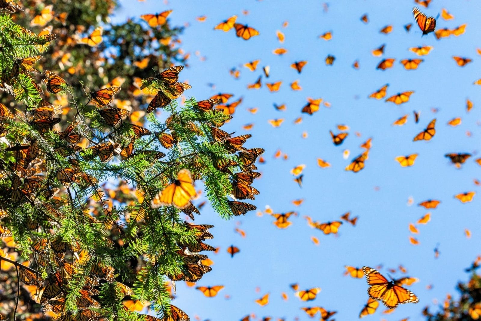 Monarch Migration