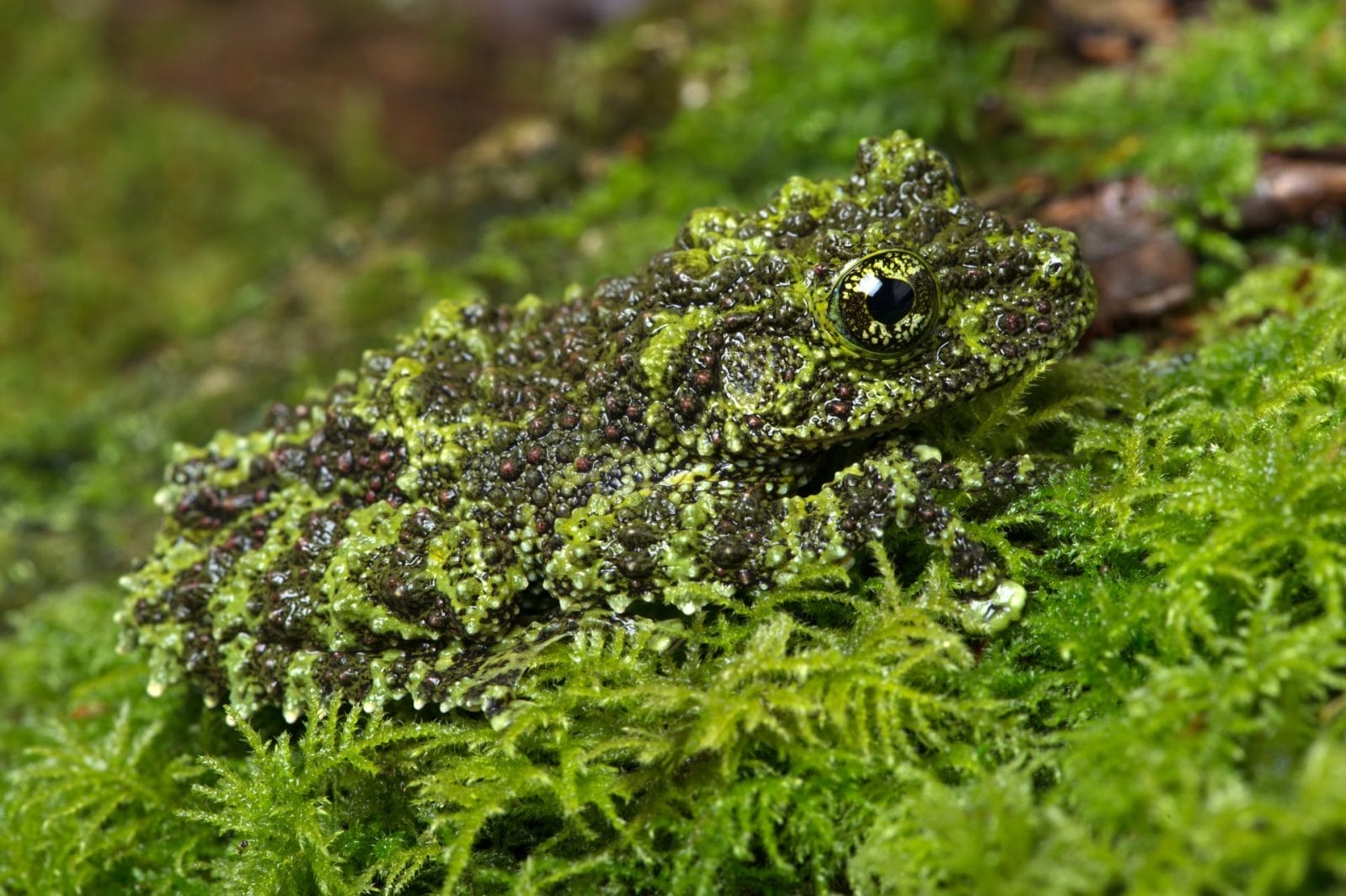 5 Camouflage Techniques of Animals: Animals Who Blend In and Change Colors - Vimarsana News