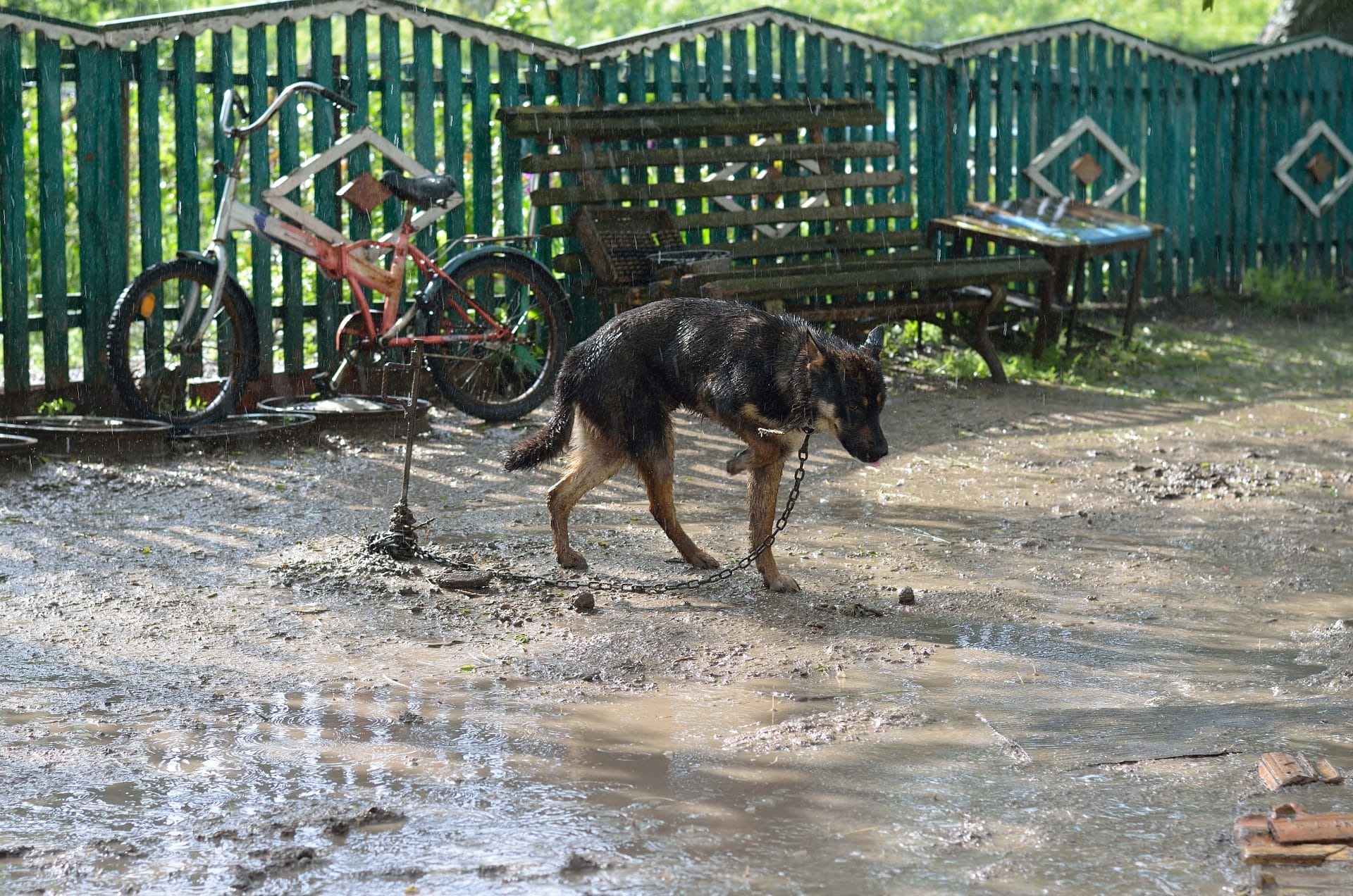 Daily Top News: Lonely Dog Left Chained Up in the Rain, Panama Canal's Water Crisis, Companies Sink Plant Waste into Ocean to Combat Climate Change, and More! - Vimarsana News