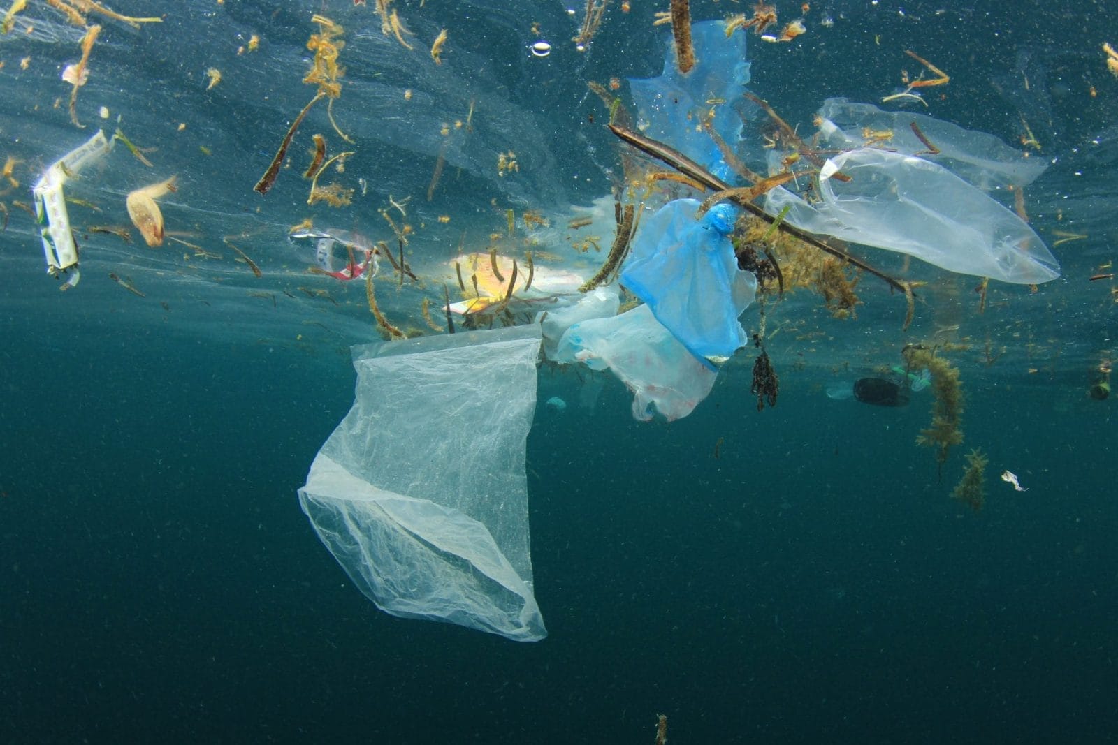 Plastic Pollution is Ruining Marine Life Reproduction - Vimarsana News