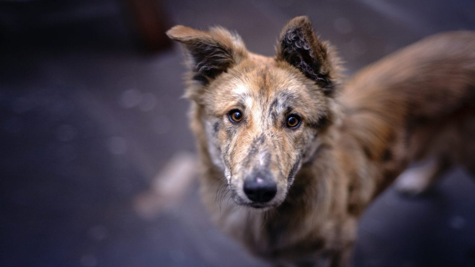 Animal Shelters Struggle Amid Ongoing Conflict in the West Bank - Vimarsana News