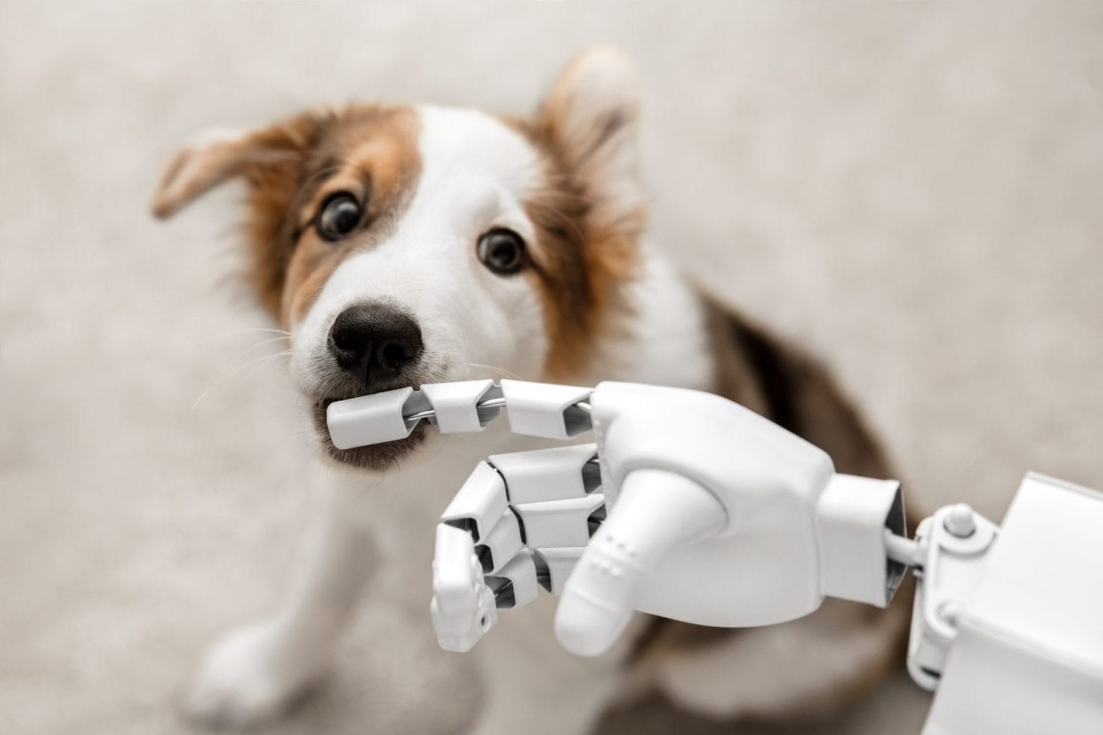Top Animal Technology from CES 2024, Reported by CNET - Vimarsana News