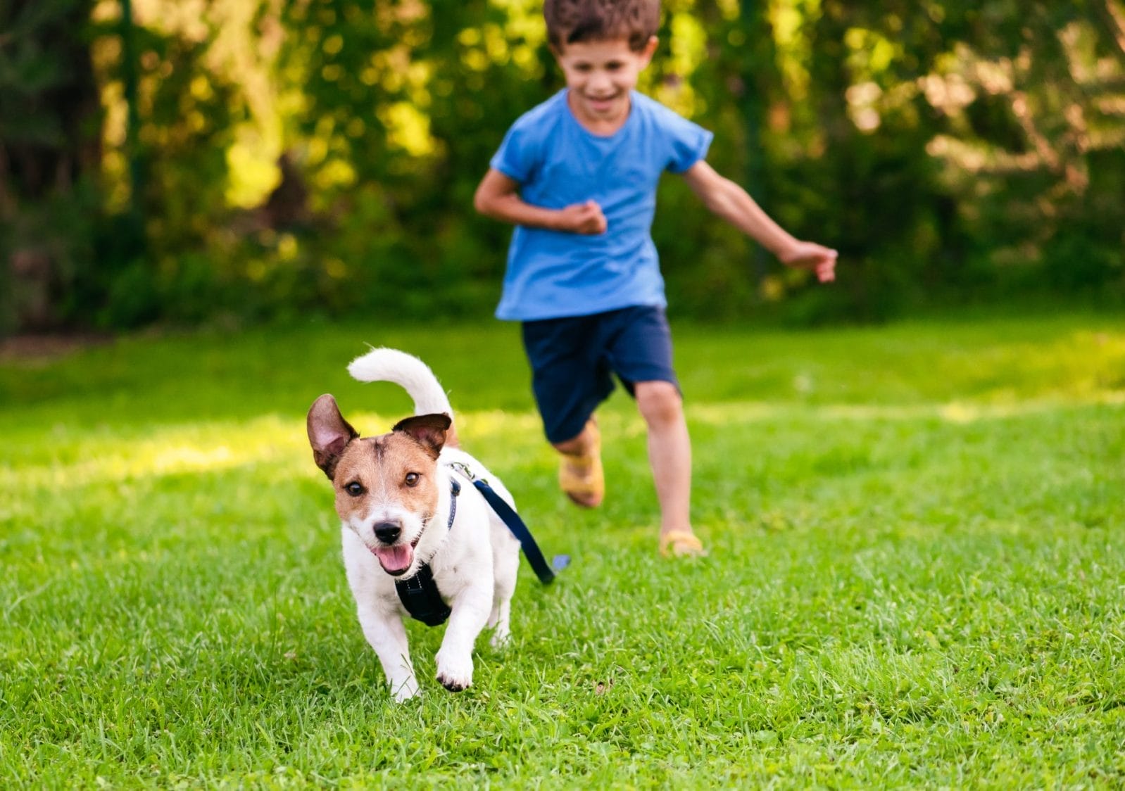 How this Dog Parent Used Smart Tech to Stop Dog from Escaping - Vimarsana News
