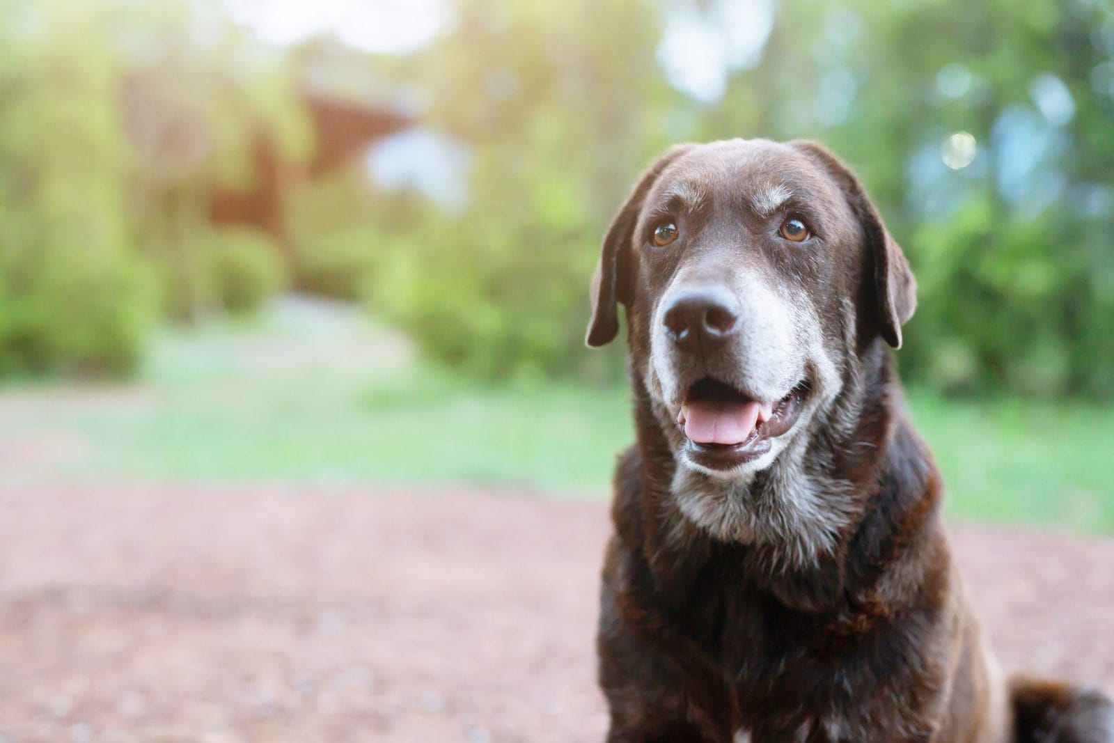 Foster Pup Gets Sweet Message After Adoption Falls Through - Vimarsana News