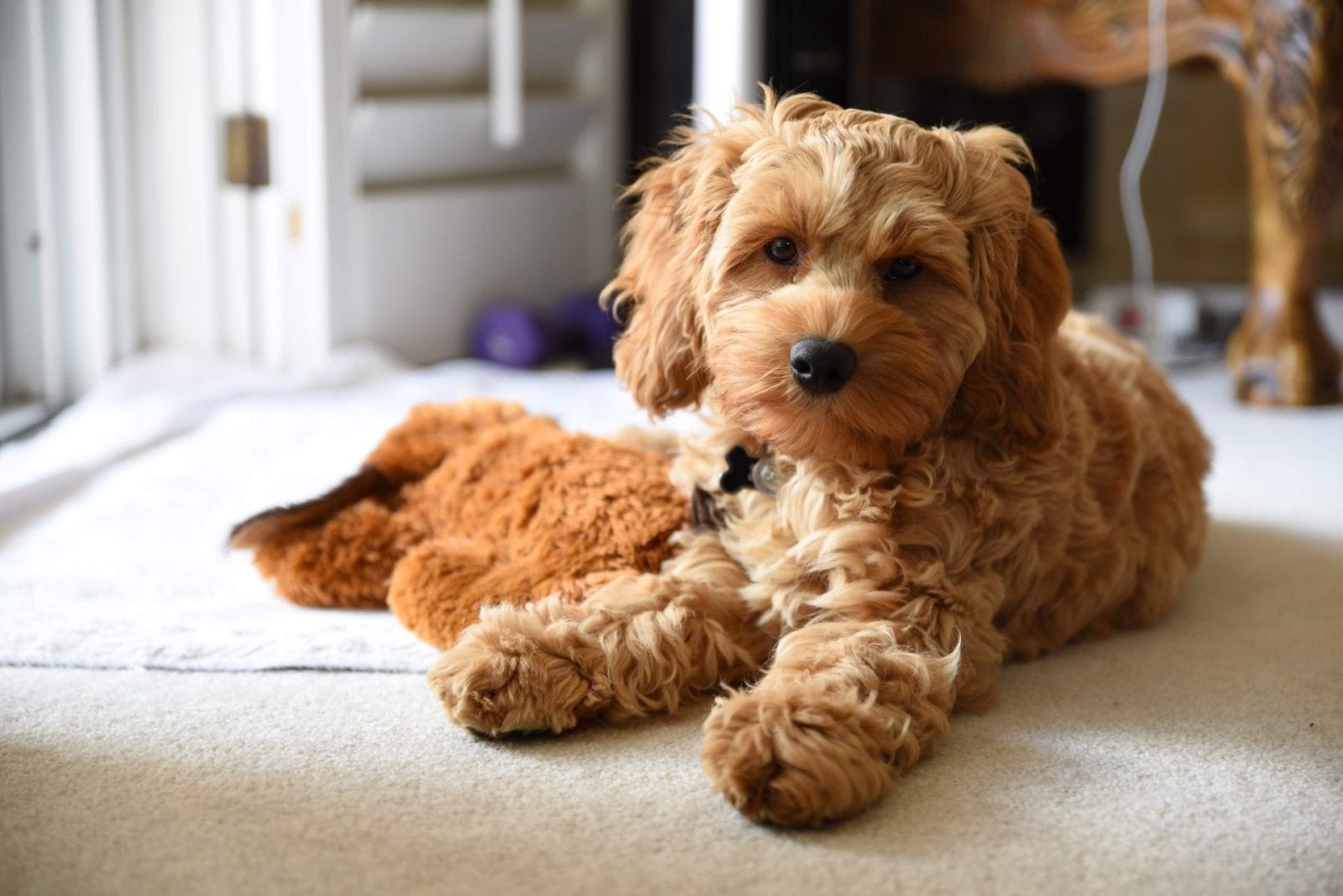 Cockapoo Insists That Human Go to Bed at 9:30 PM - Vimarsana News