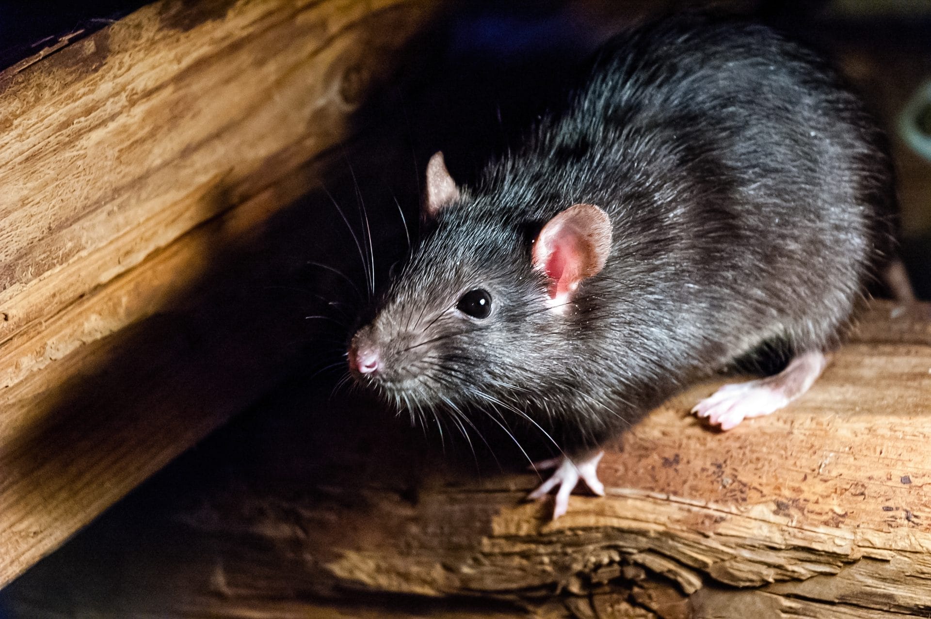 Daily Top News: Rats Have Excellent Memory Recall, Obituaries are Involving Pets More Than Ever, Plant-Based Nutrition is Key to Improving Cancer Statistics, and More! - Vimarsana News