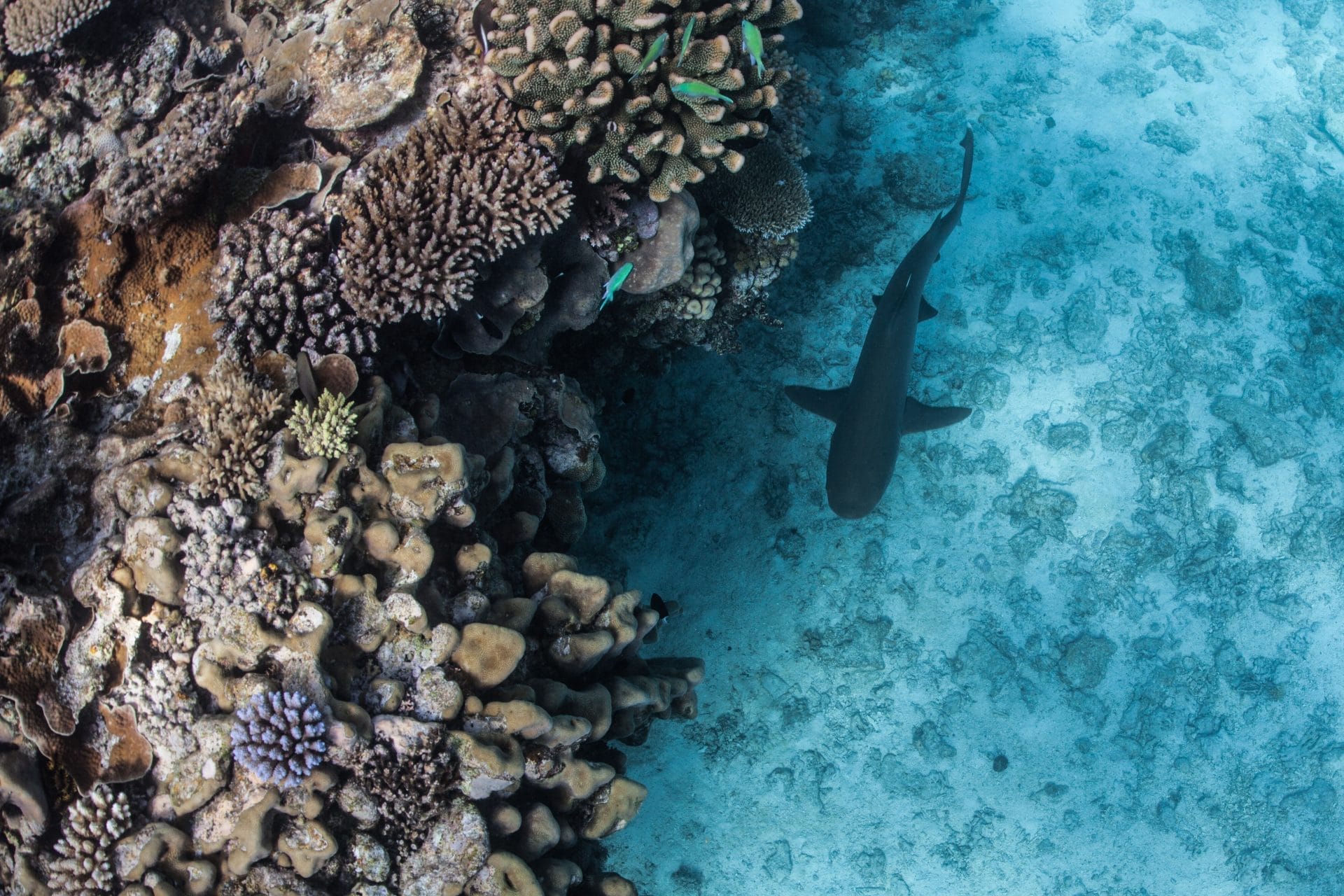 New Caledonia Court Halts Shark Culling Amid Environmental Outcry - Vimarsana News