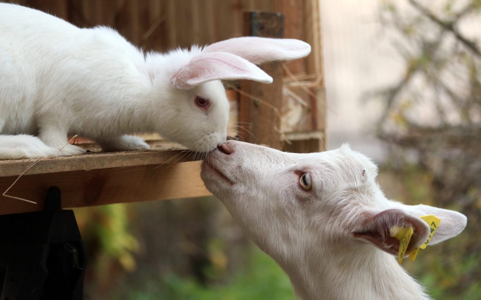Florida Program Uses Farm Animals to Help Rehabilitate Inmates - Vimarsana News