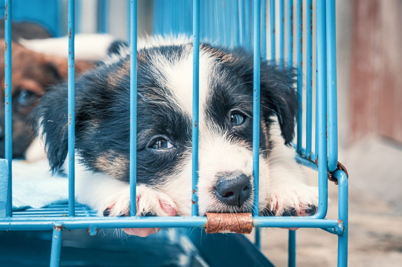 Man Banned from Having Dogs for Five Years After He Hit, Sat On, and Dragged a Dog - Vimarsana News