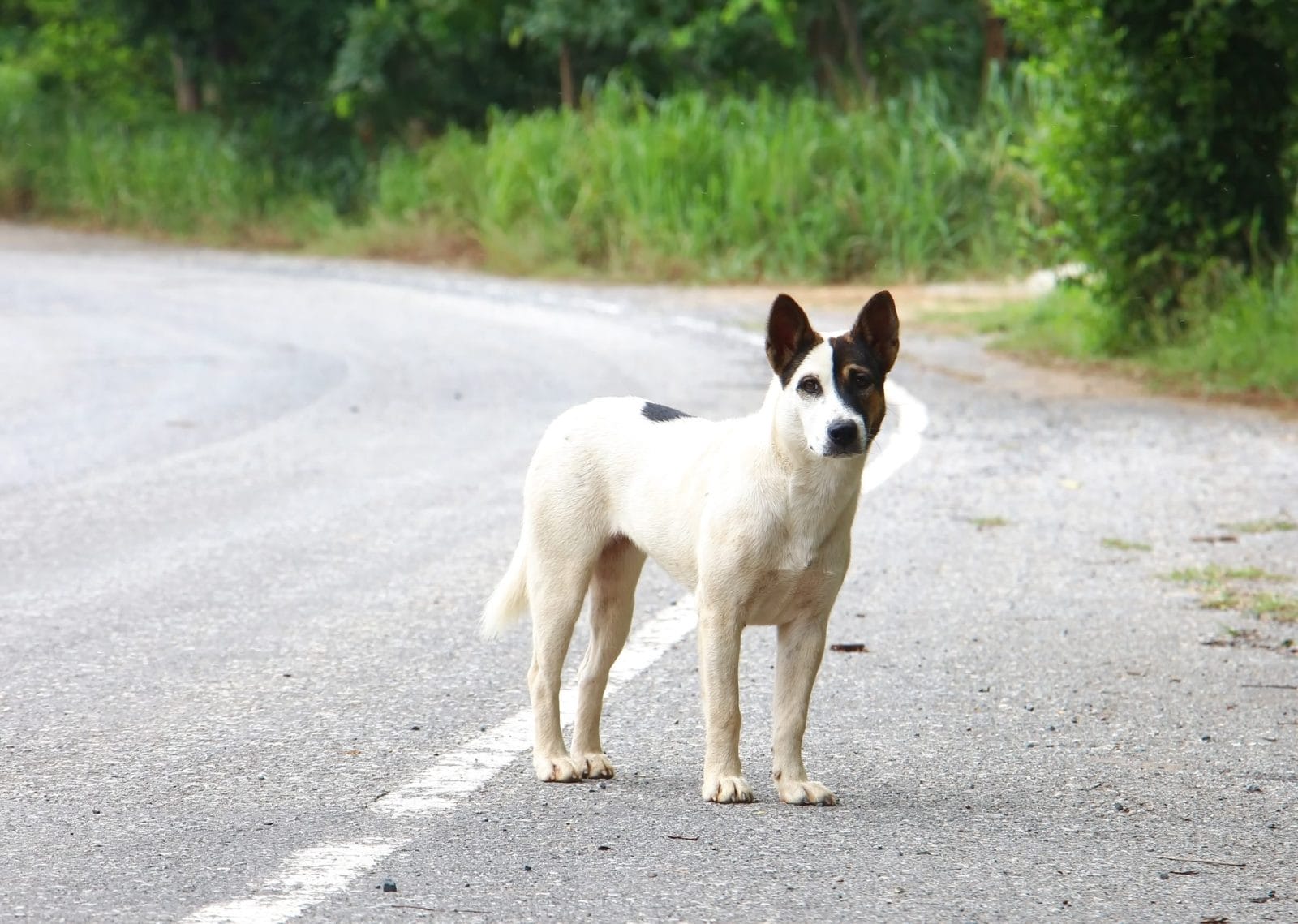 Family on Road Trip Rescues Abandoned Dog, Then Adopts Him - Vimarsana News