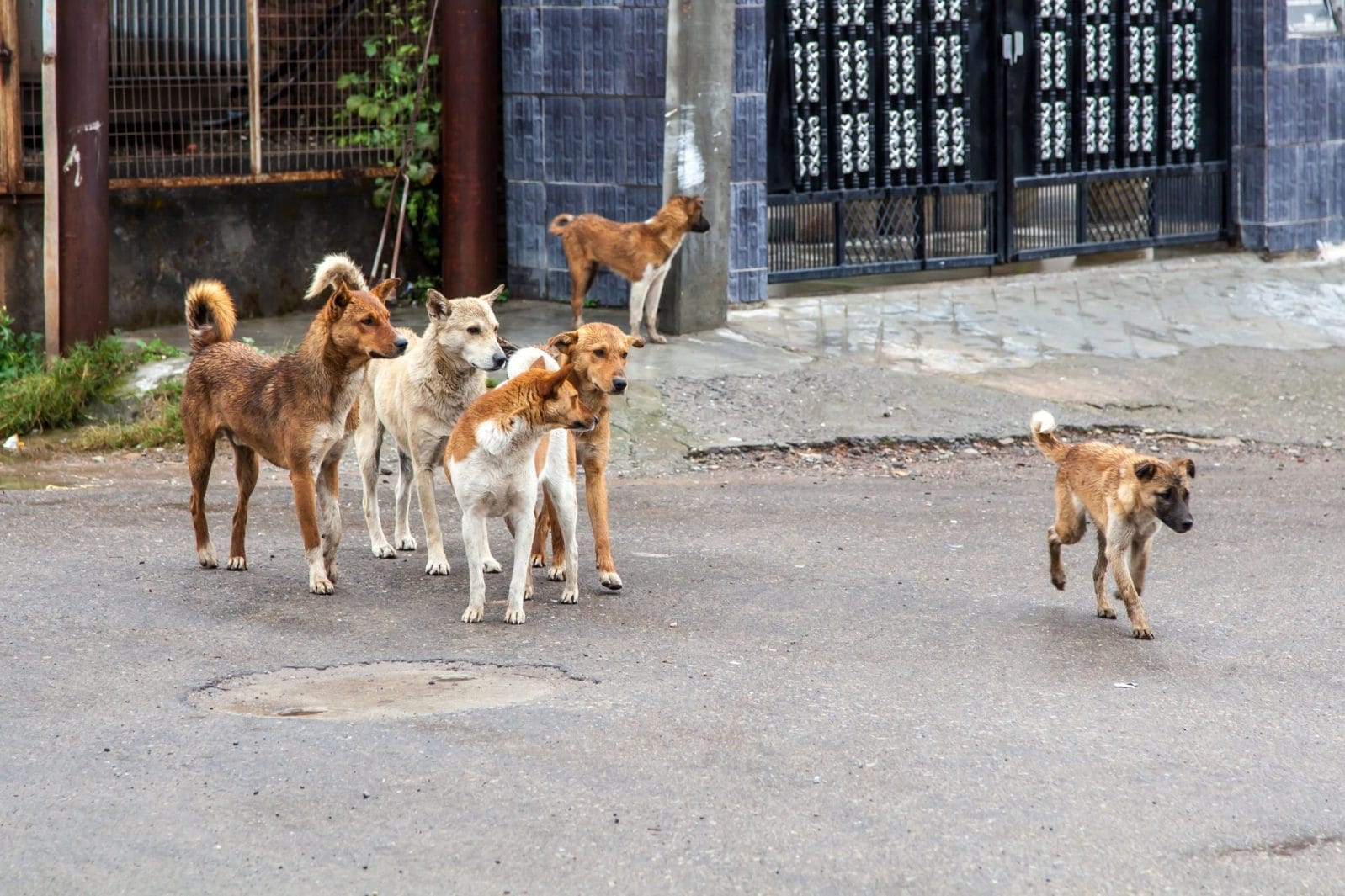 Mongolia Passes a Comprehensive Law for Animal Companions - Vimarsana News