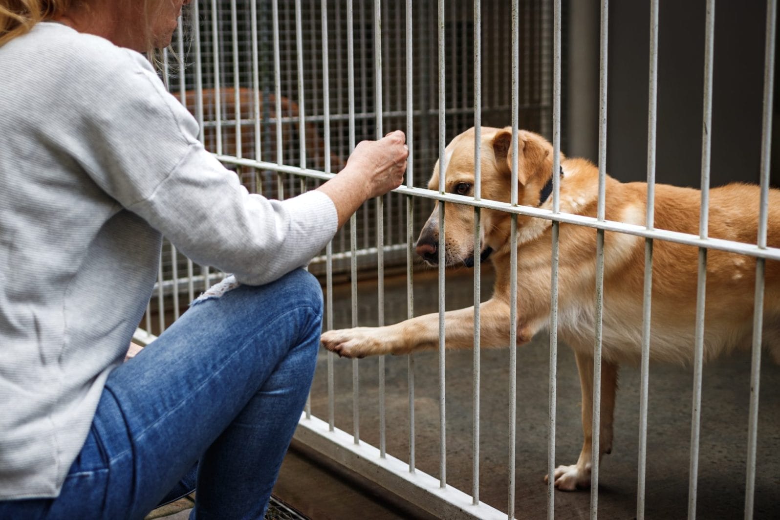 Humane Society of Missouri Rescues 55 Dogs from Extreme Neglect and Suffering - Vimarsana News