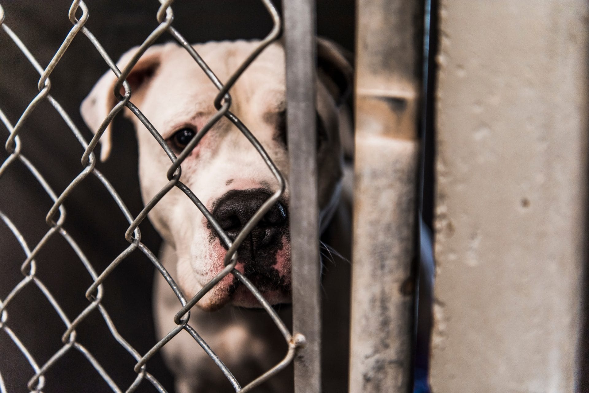 New Petitions to Sign This Week: Help Remove Forever Chemicals from Our Food, Stop Animals from Being Returned to Abusive Zoo, Help Increase Federal Funding for Animal Shelters, and More! - Vimarsana News