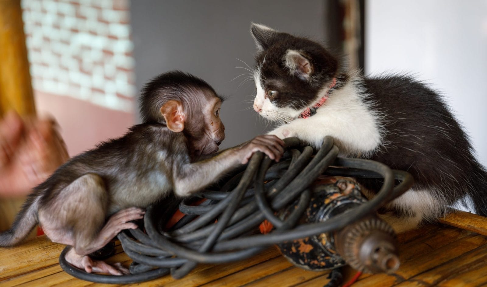 Friendship Between Orphaned Baby Monkey and Kitten Goes Viral - Vimarsana News