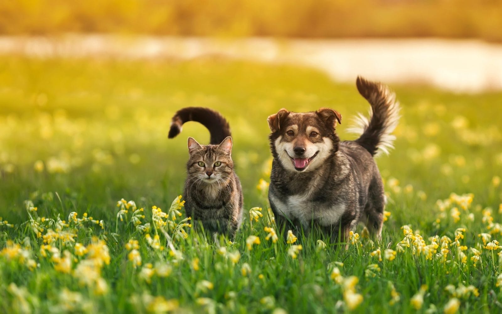 Woman in China Leaves Fortune to Her Dogs and Cats Instead of Her Children - Vimarsana News