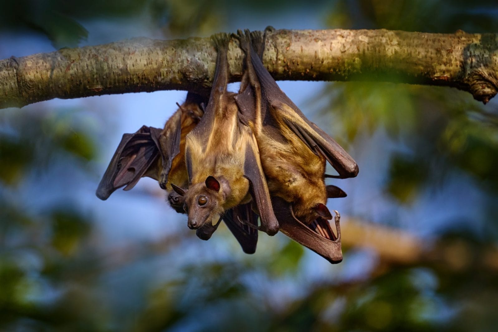 The Secret Awesome Lives of Bats: Echolocation, Pollination, and Pest Control Skills - Vimarsana News