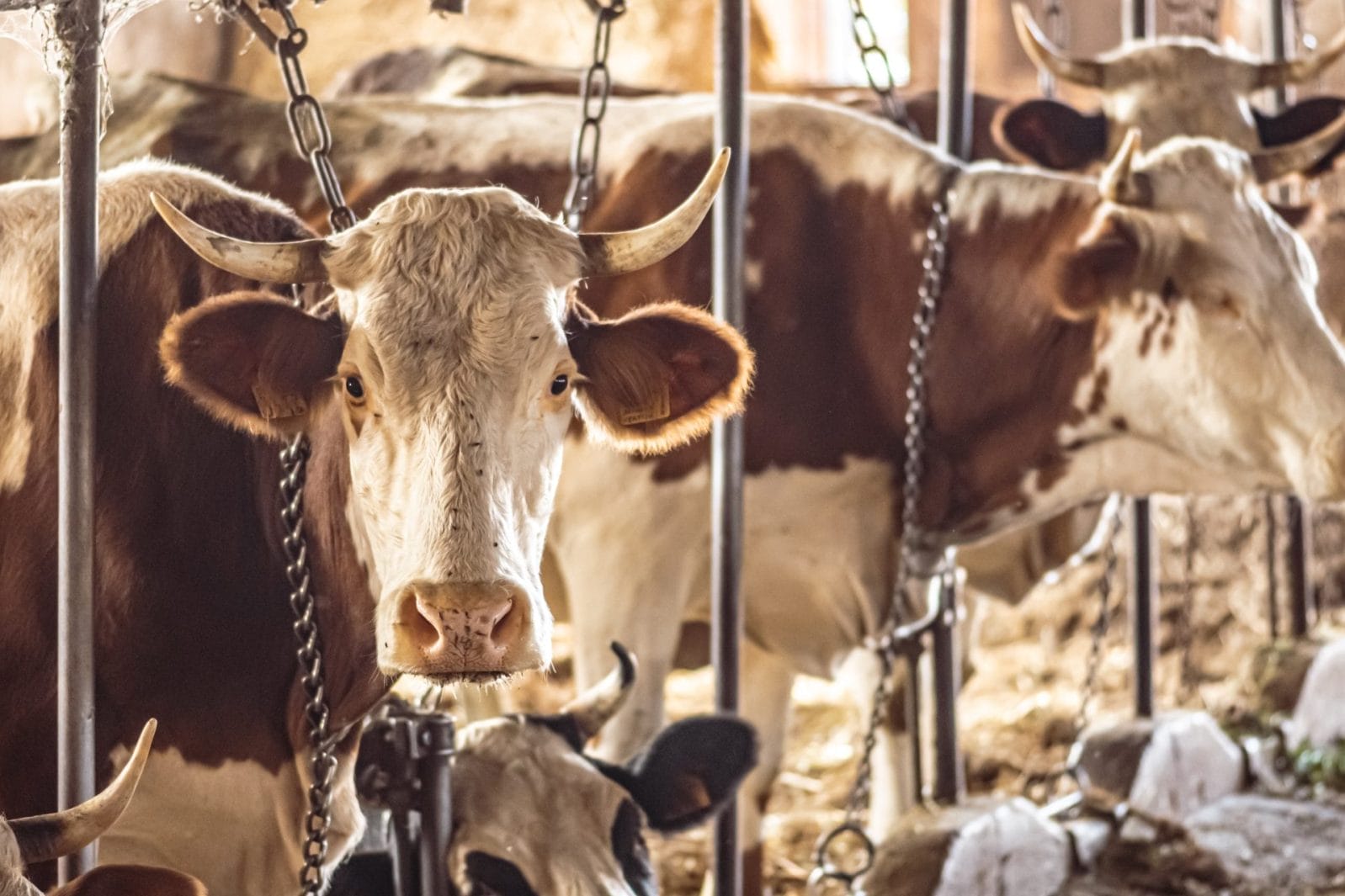 Berkeley, California Will Vote to Ban Factory Farms - Vimarsana News