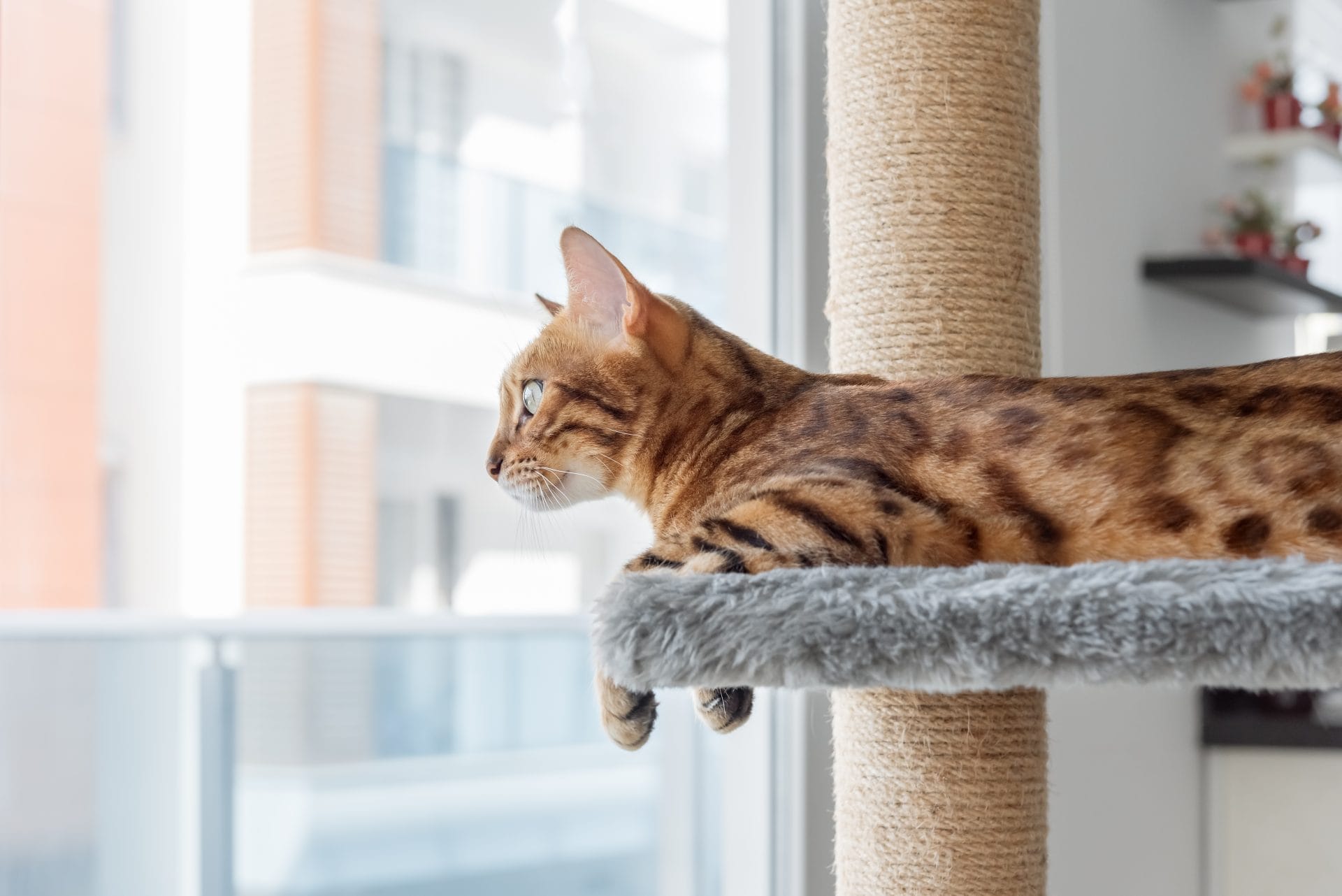 The Co-Habitable Object for Human-Animal Harmony - Vimarsana News