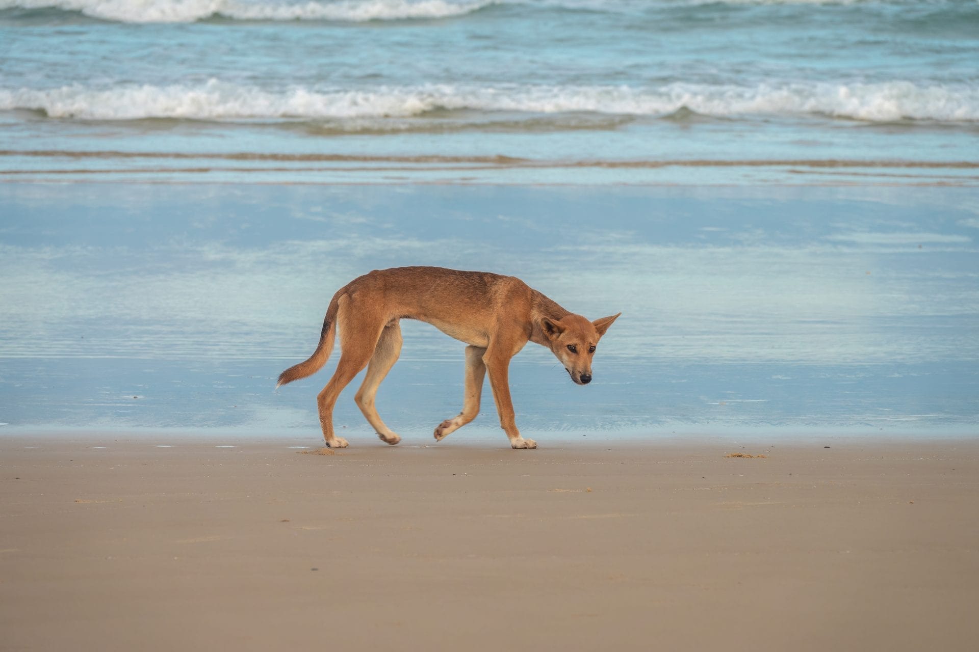 Daily Top News: Tourism is Killing K'gari Dingoes, Brothers Jailed for Torturing Animals, Potato-Based Plastic Wrap that Composts, and More! - Vimarsana News