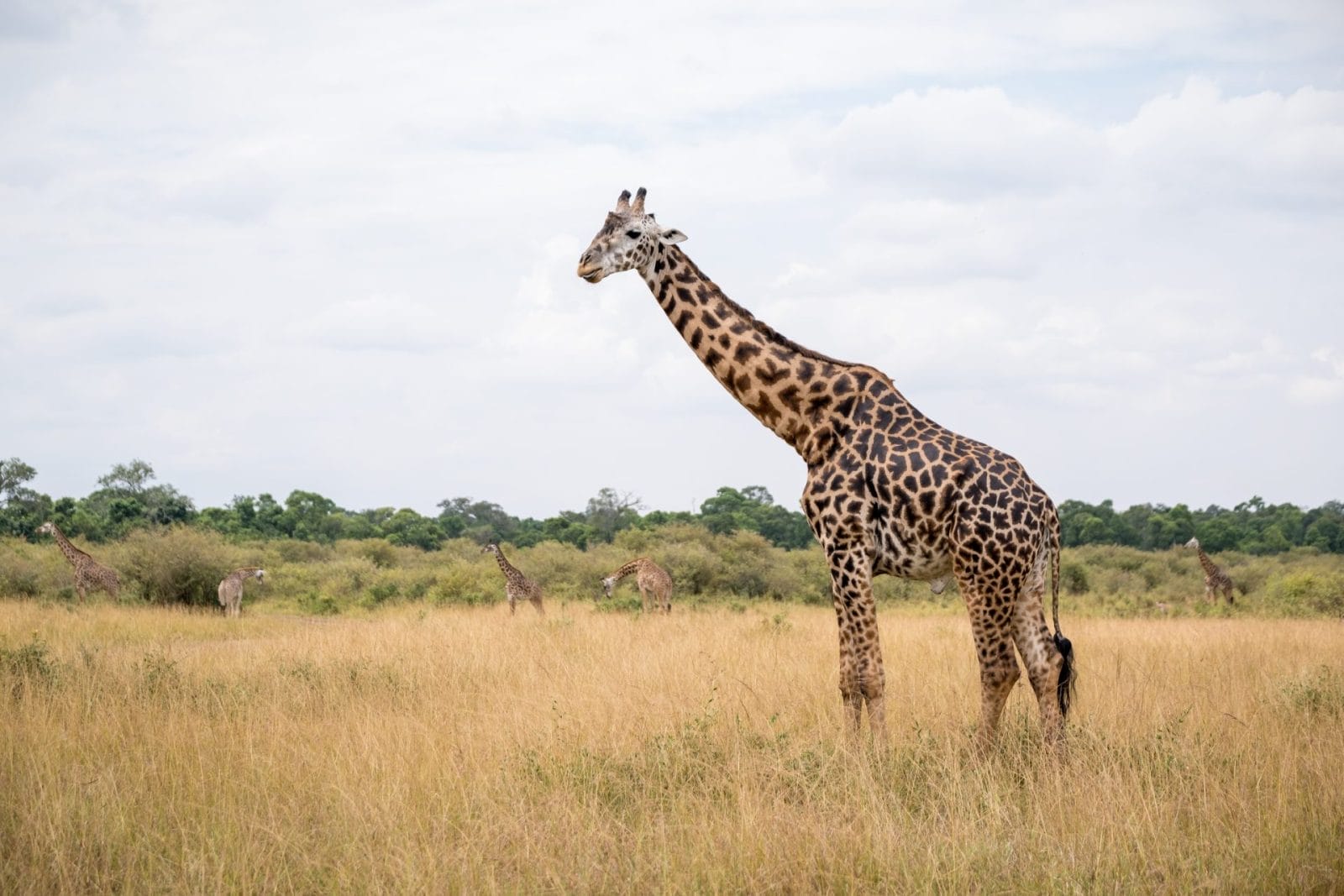 Lone Giraffe Rescued from Harsh Conditions Embarks on Journey to Safari Park - Vimarsana News
