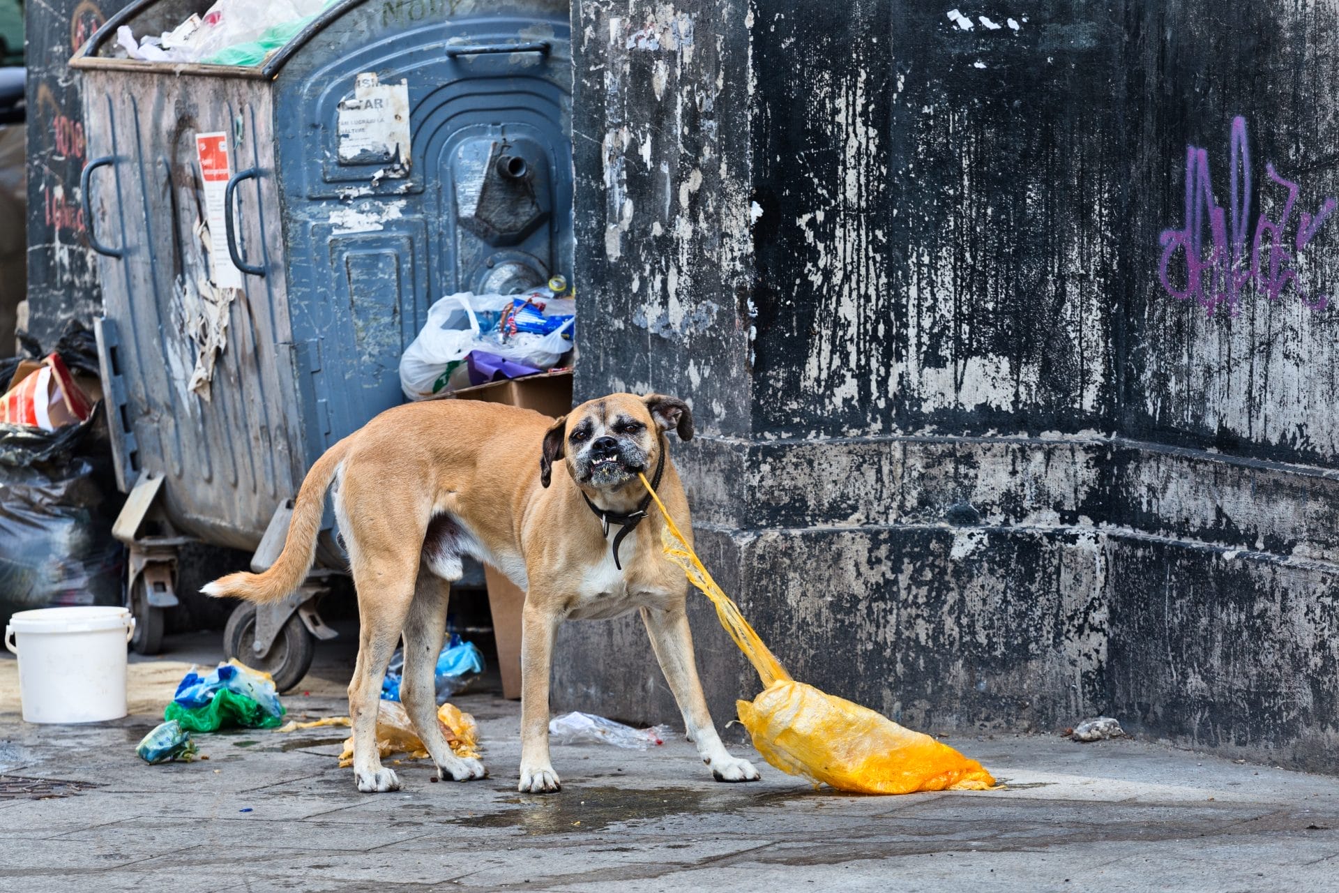 Petition: Help Require Counseling for Man Who Dumped Dog in Dumpster - Vimarsana News