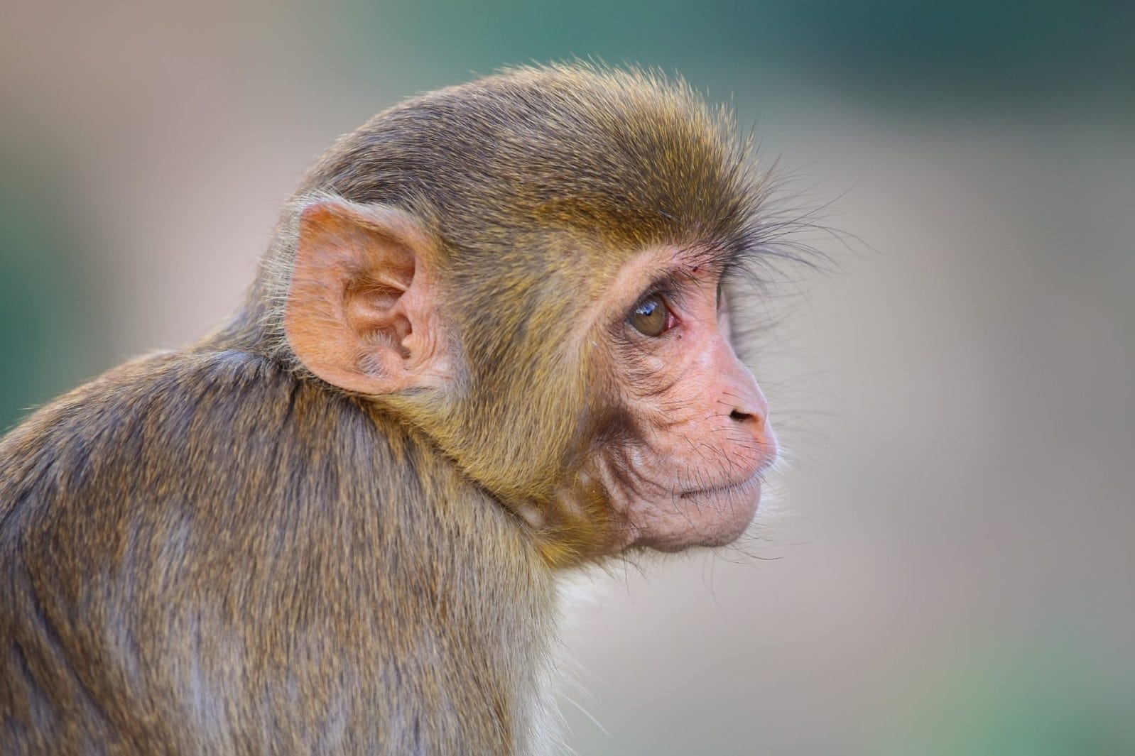 Concerns Raised After Chinese Researchers Clone Rhesus Monkey for Medical Research - Vimarsana News