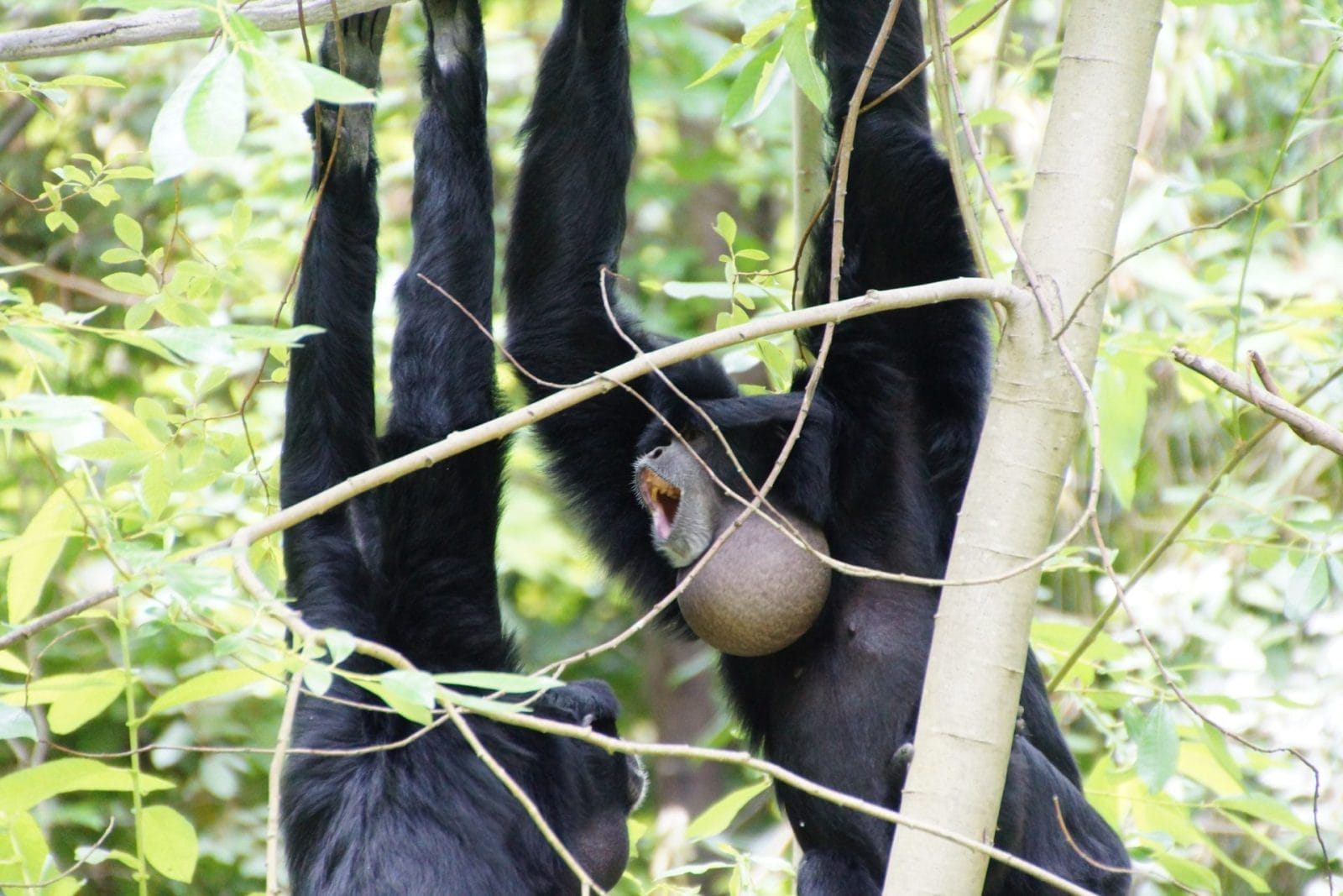 Pair of Siamang Gibbons Released into the Wild After Being Rescued from the Pet Trade - Vimarsana News