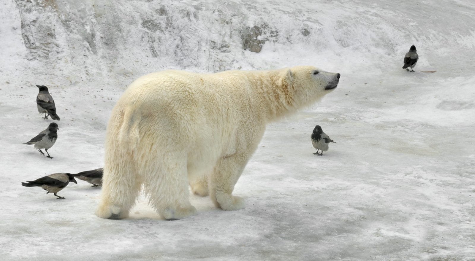 Bird Flu Kills Polar Bear, Showing Alarming Range of Disease's Spread - Vimarsana News