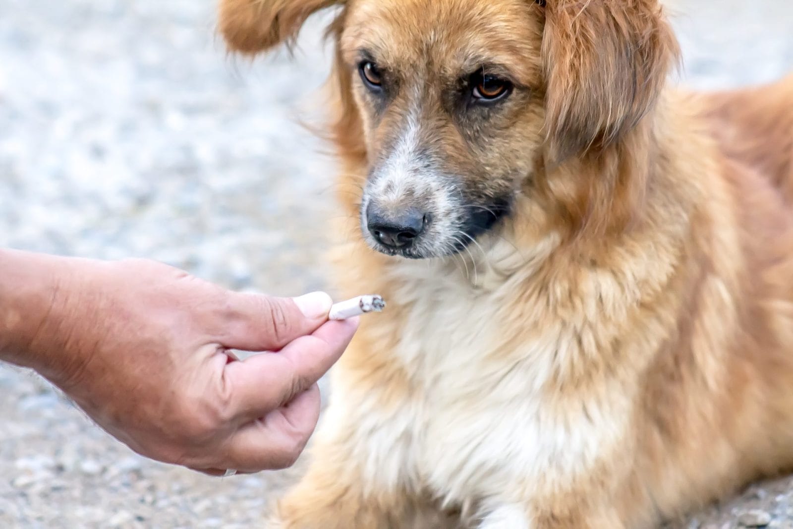 Cigarette Smoke Increases Dogs' Risk of Cancer, Study Shows - Vimarsana News
