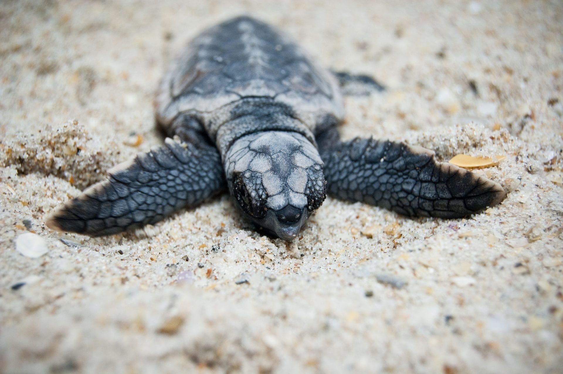 Petition: Help Strengthen the Endangered Species Act - Vimarsana News