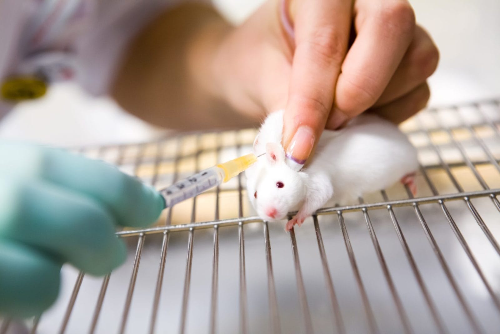 Horrible Experiment That Performs Cruel Tests on Mice Funded by MSG Manufacturer - Vimarsana News