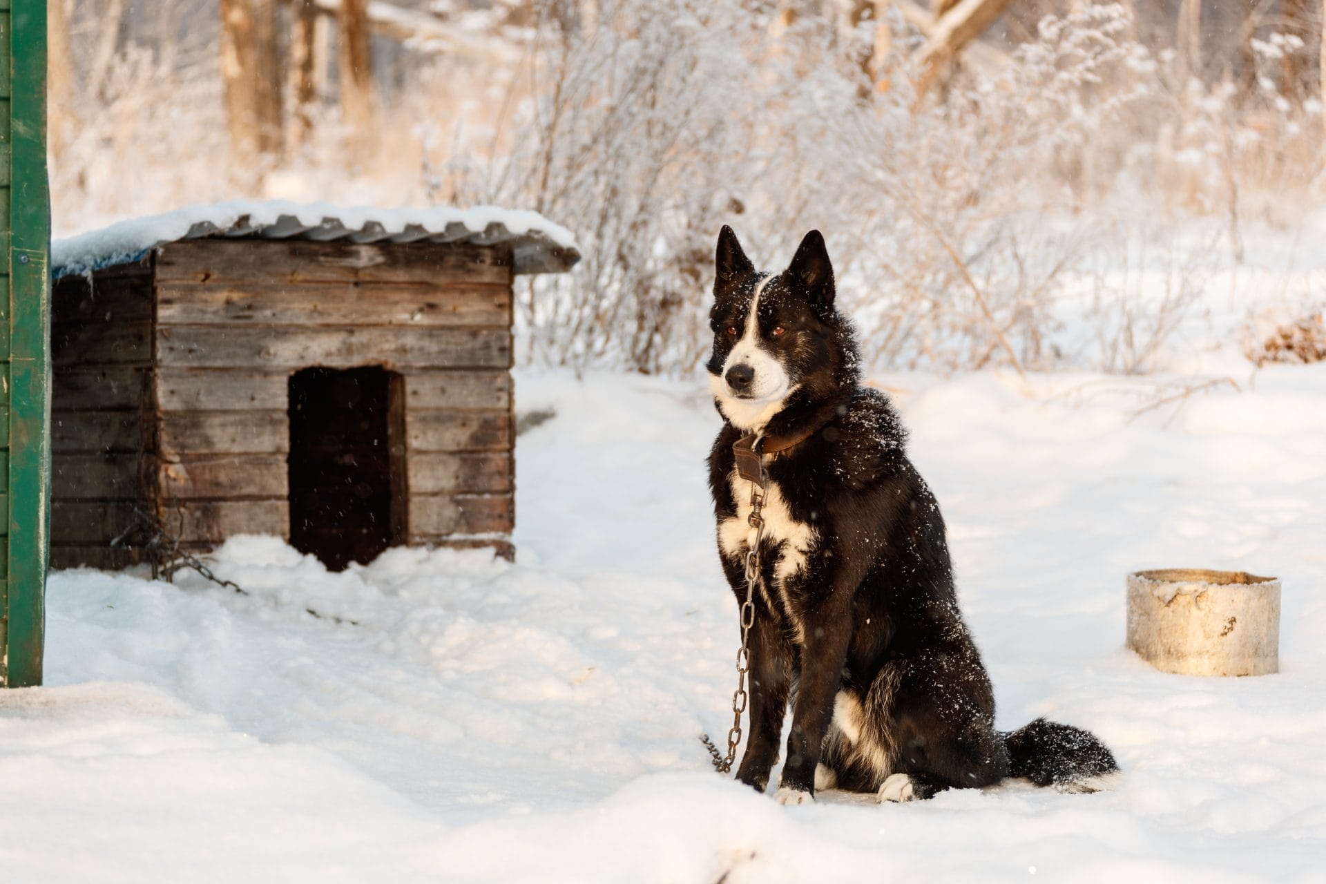 New Petitions to Sign This Week: Tell President Biden to Stop Liquified Natural Gas Exports, Help Ban Dog Tethering in Extreme Weather, Urge the EPA to Impose Stricter Limits on Carbon Emissions, and More! - Vimarsana News