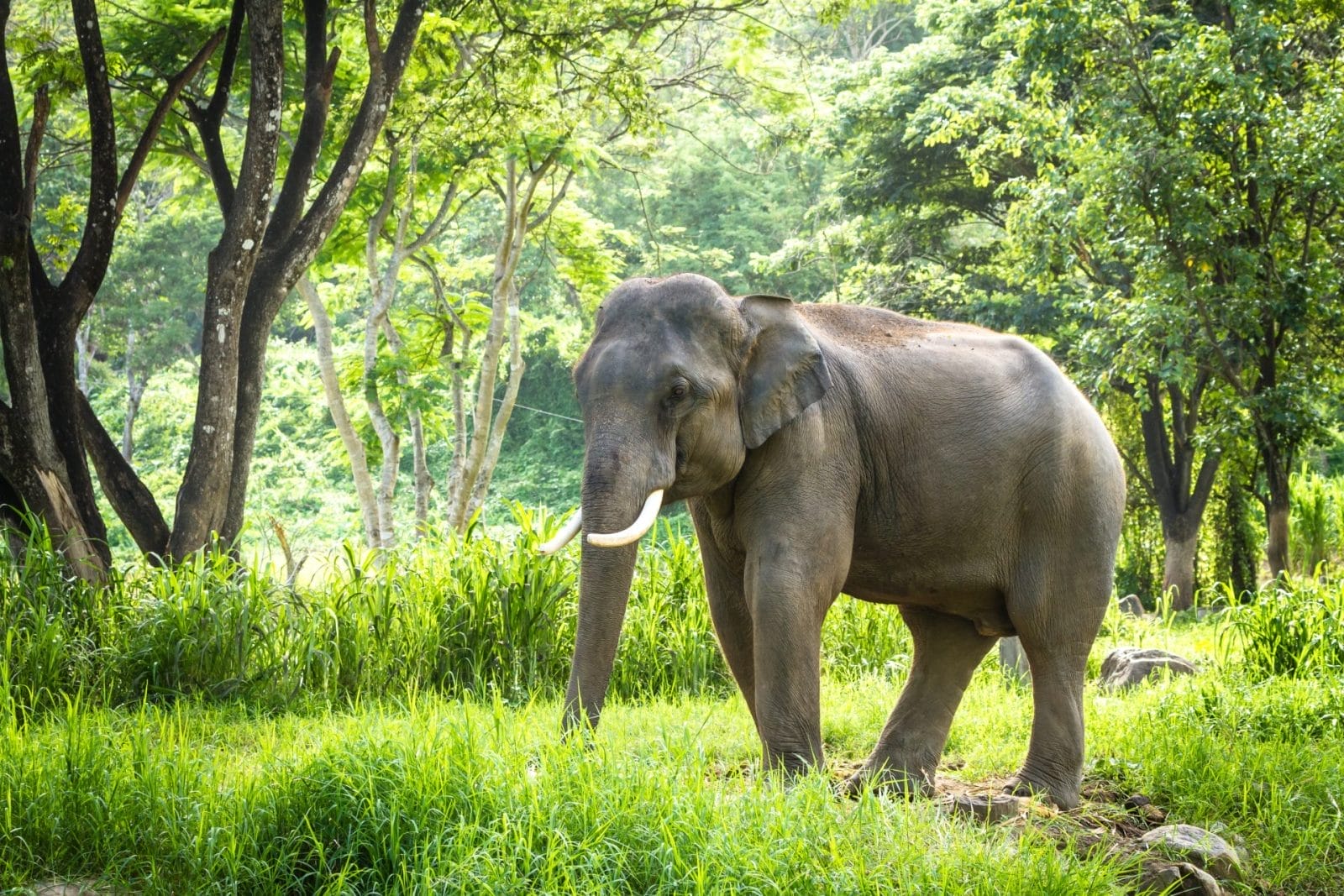 High Court Suspends Licenses for Capturing Young Asian Elephants in Bangladesh - Vimarsana News