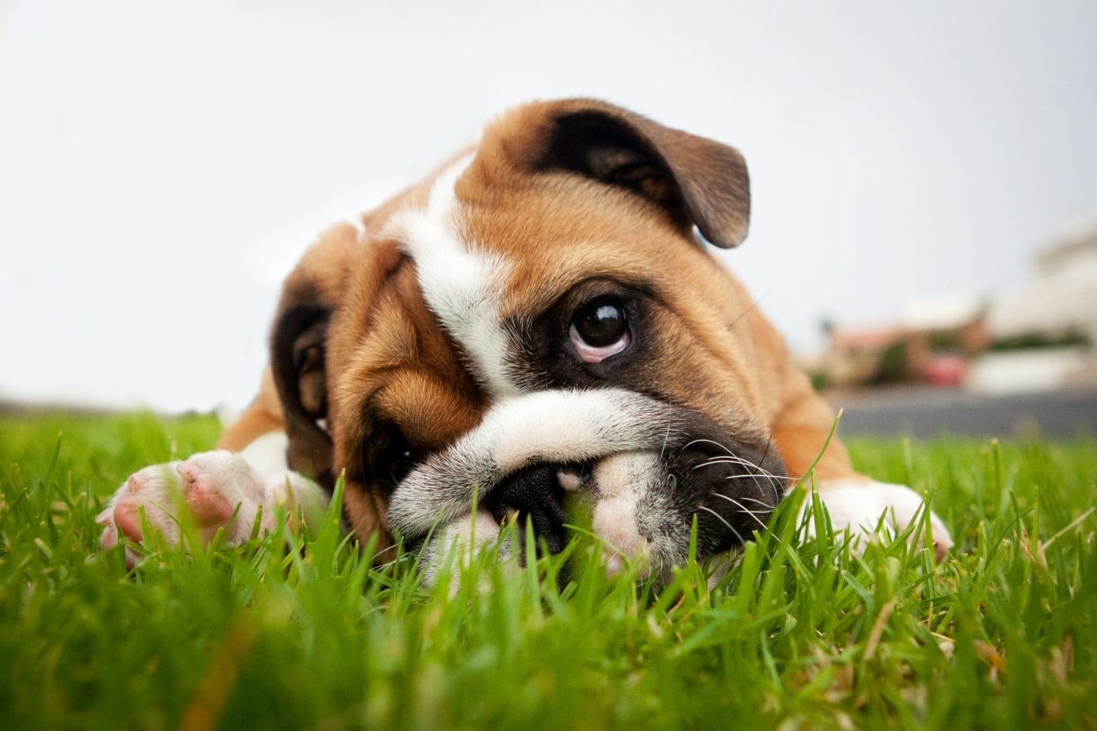 SPCA Launches Tinder-Style App for Animal Adoption! - Vimarsana News